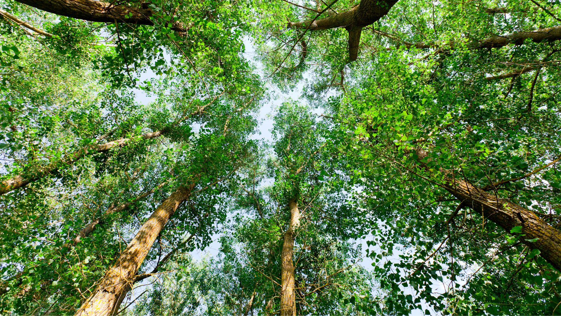 Forêt